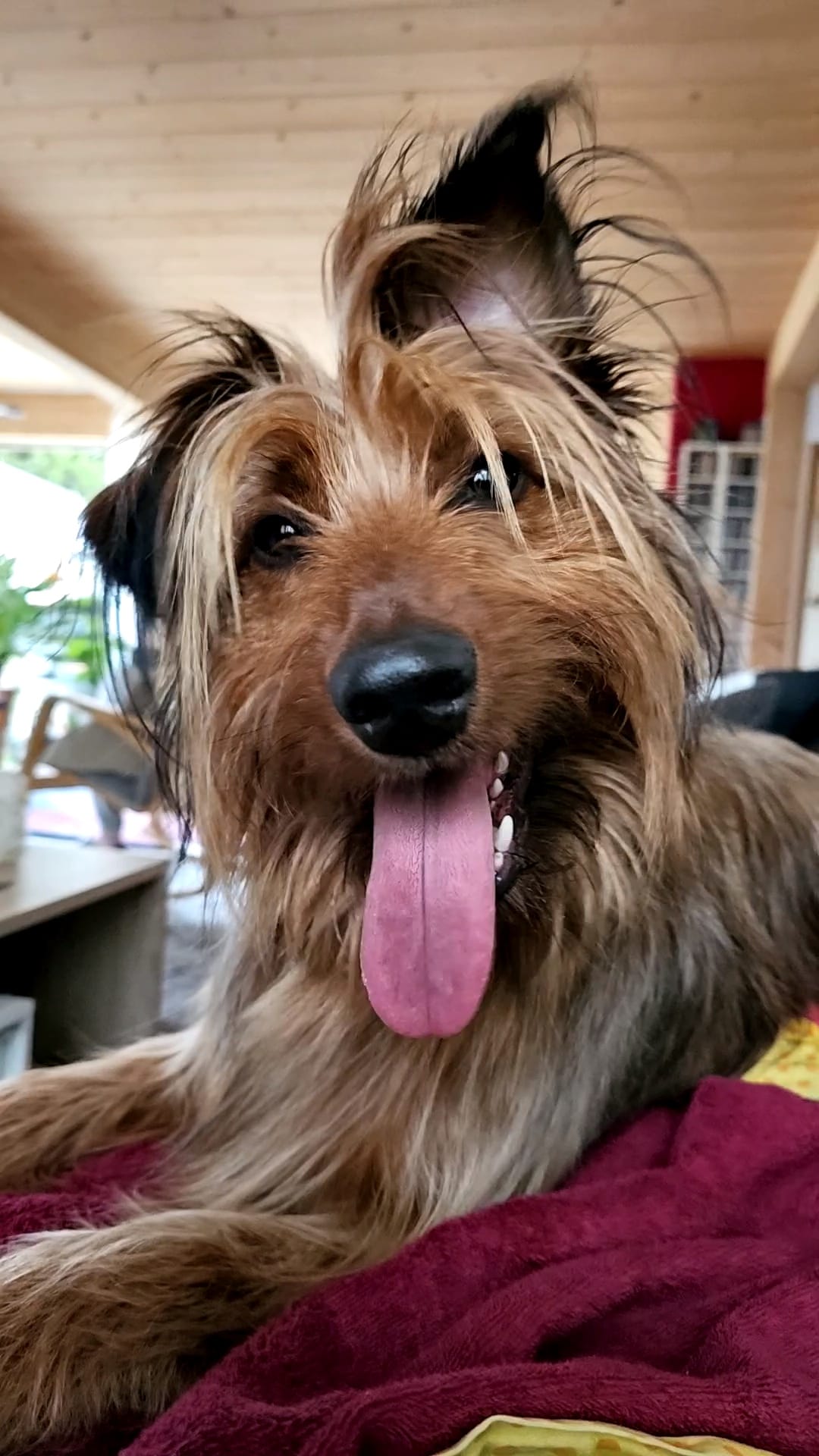 Wäller von der Straubenhalde